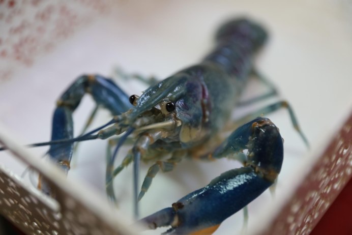 Cherax boesemani