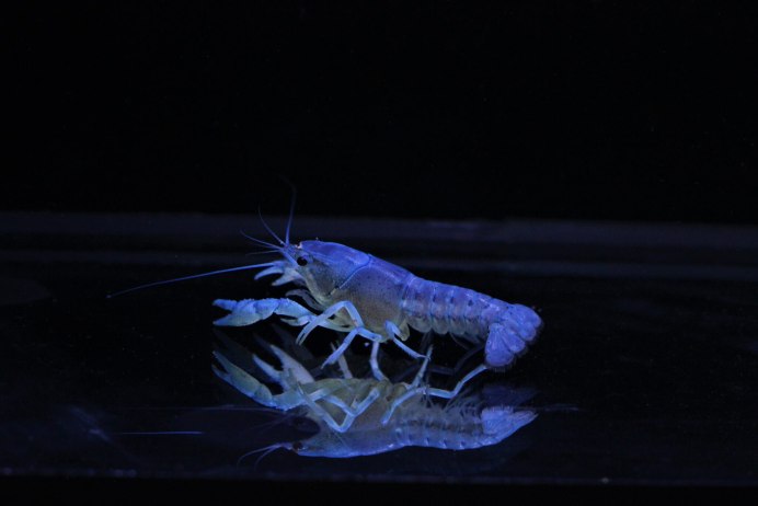 Procambarus alleni синий Флоридский рак.