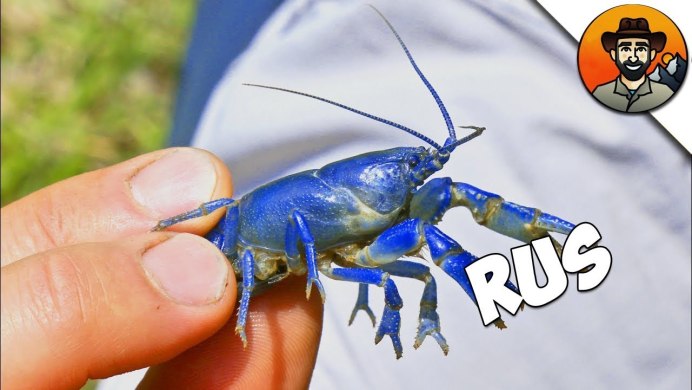 Cherax quadricarinatus