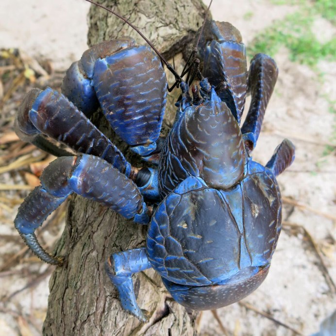 Cherax Destructor Yabby в природе