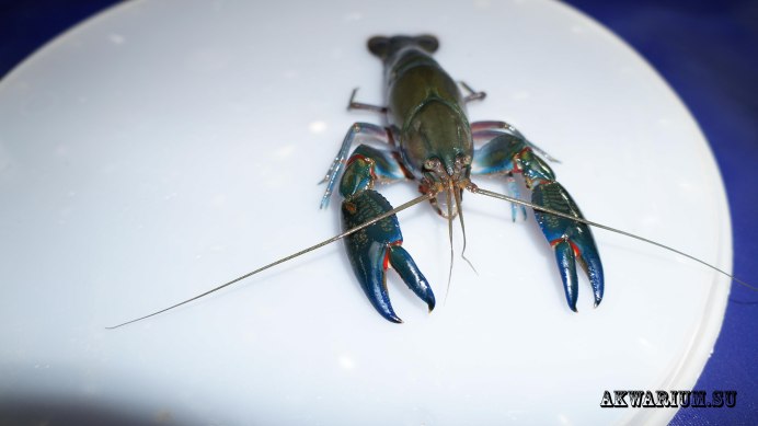 Красноклешнёвый ракcheraxquadricarinatus