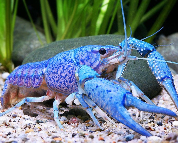 Красноклешнёвый ракcheraxquadricarinatus
