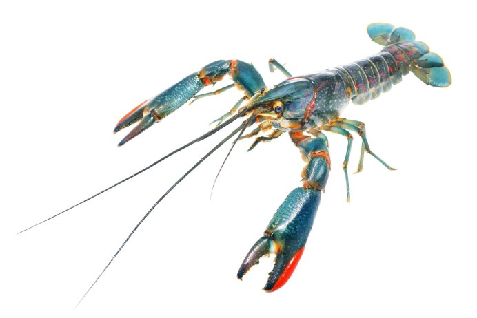 Procambarus alleni синий Флоридский рак.