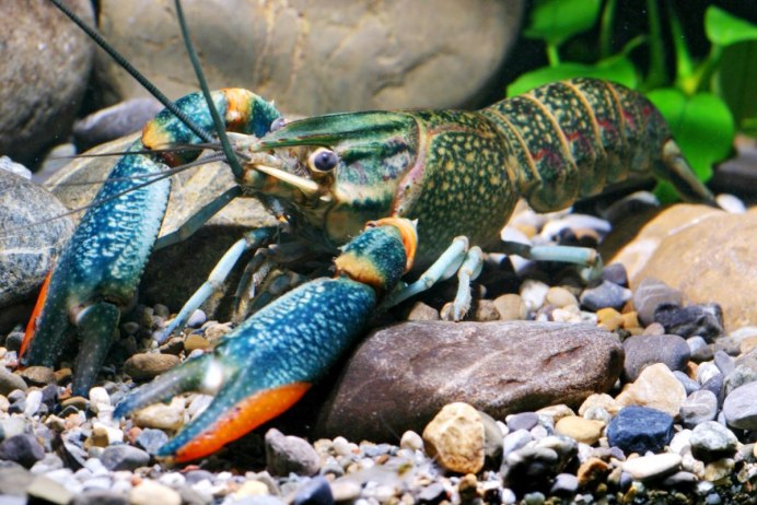 Cherax Destructor Yabby в природе