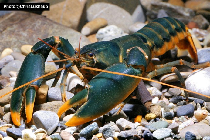 Procambarus alleni синий Флоридский рак.