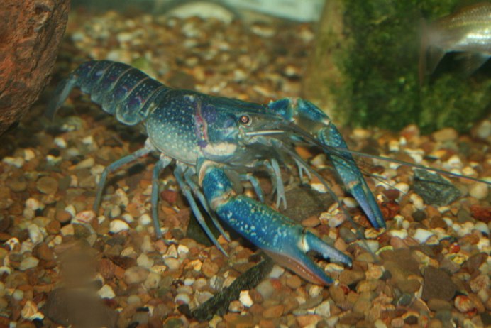 Australian Blue Clayfish
