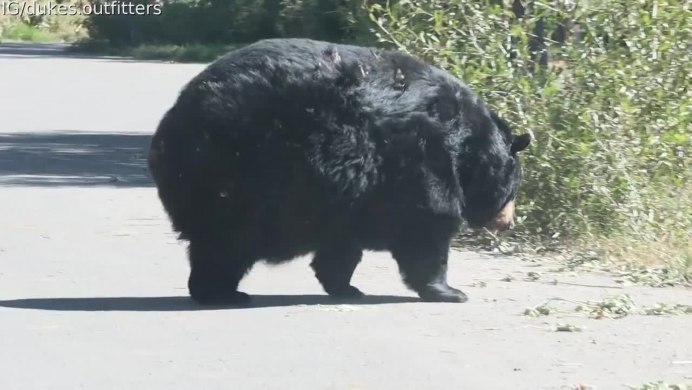 Жирный Медвежонок