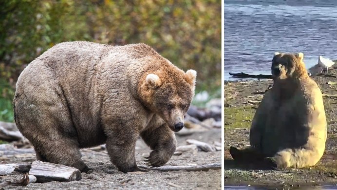 Медведь Отис Аляска