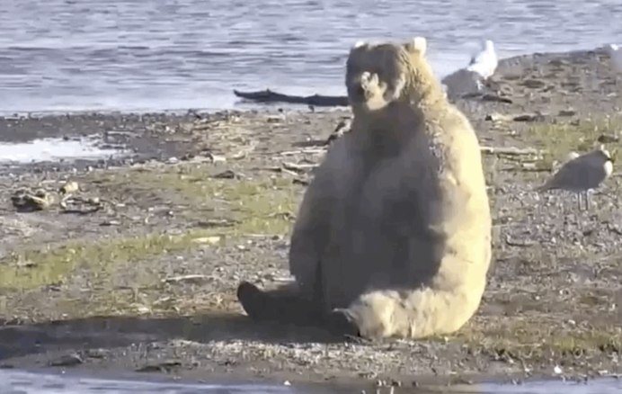 Толстый Медвежонок