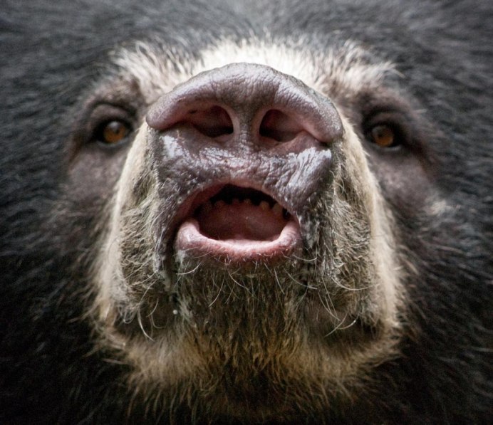 Бурый медведь (лат. Ursus arctos)