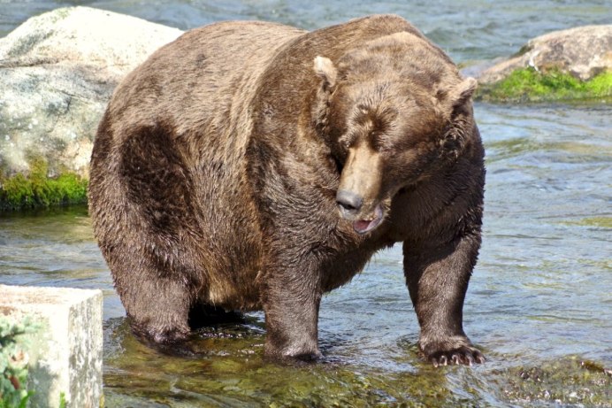 Fat Bear