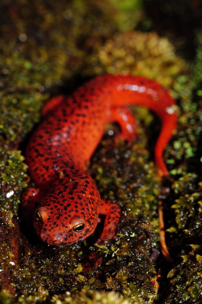 Tylototriton SHANJING