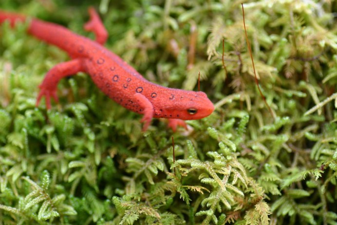 Огненная саламандра Salamandra Salamandra