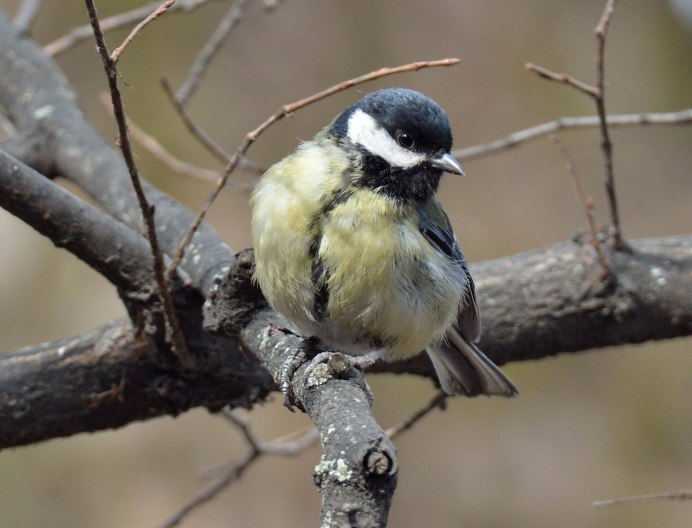 Лесная синичка