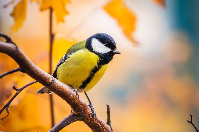 Синица-лазоревка летом