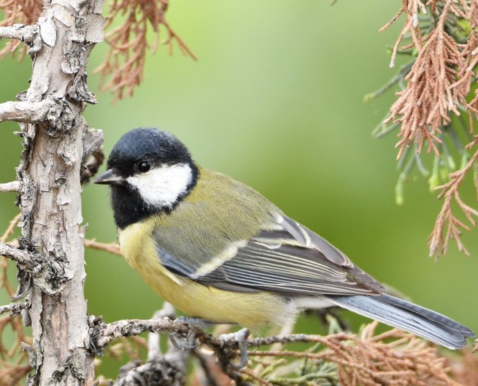 Морда синицы спереди