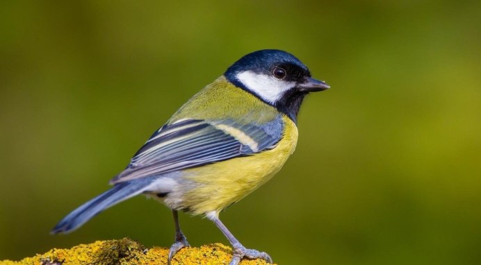 Большая синица Parus Major