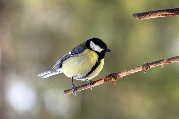 Синица Дальневосточная