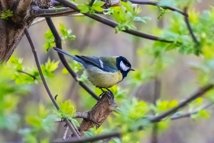Синица Parus Major