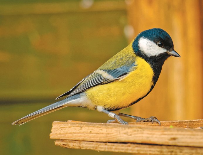 Птицы Ростовской области синица