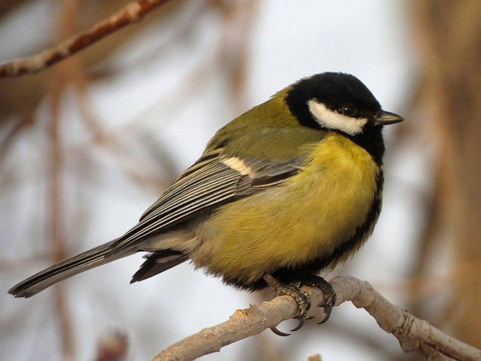 Синица лазоревка фото