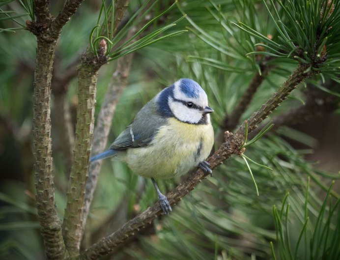 Отряд Воробьинообразные синица