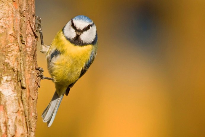 Привет синичка