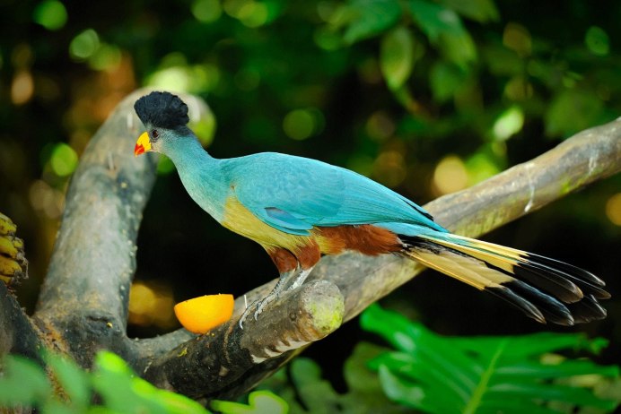 Птенец тукана