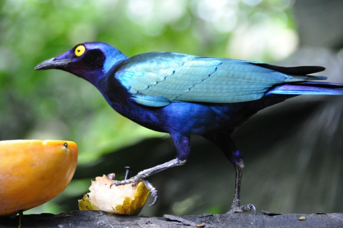 Тропические птицы