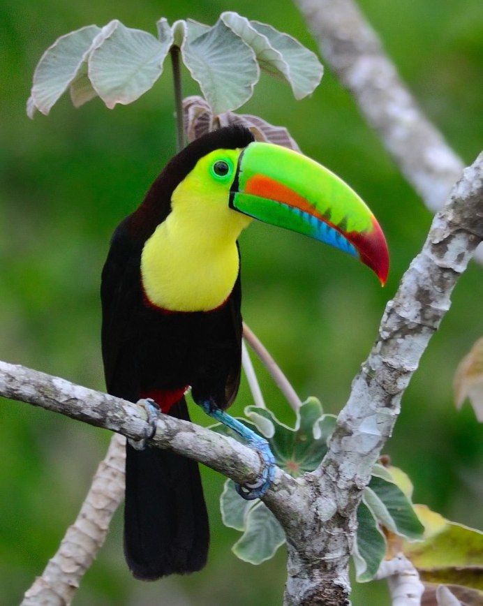 Большой Тукан фауна Бразилии