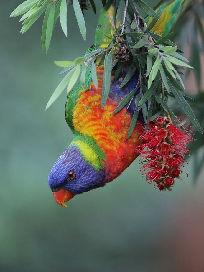 Тропические птицы