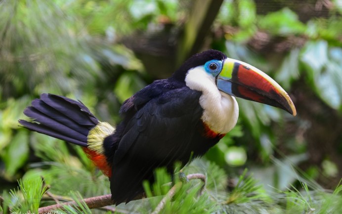 Красноклювый Тукан