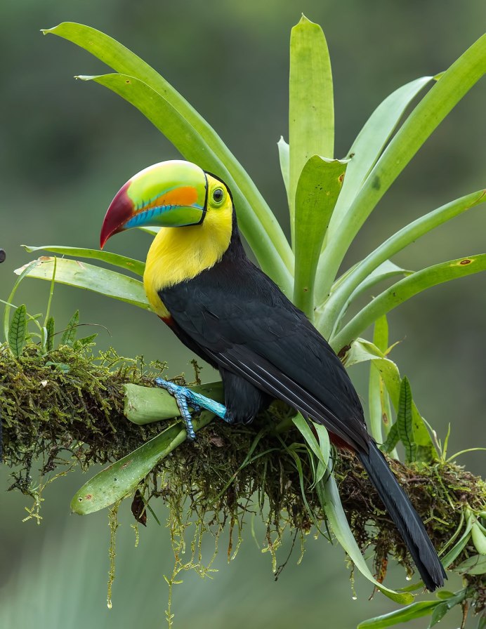 Мартиникский ара