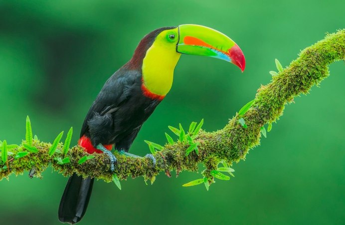 Коричневоспинный Тукан