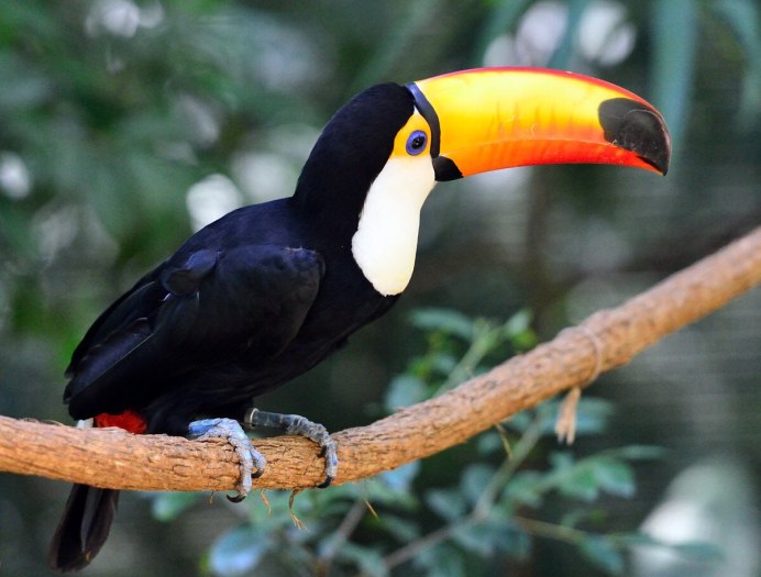 Голуболицый Тукан