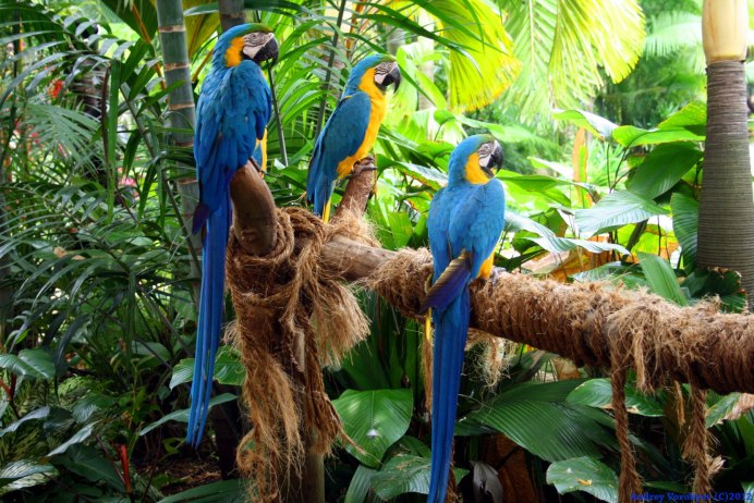 Лори-отшельник синешапочный