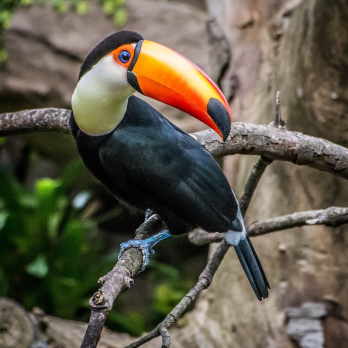 Большой голубой турако