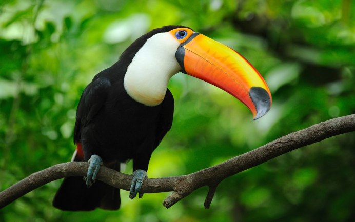 Тукан Коста Рика