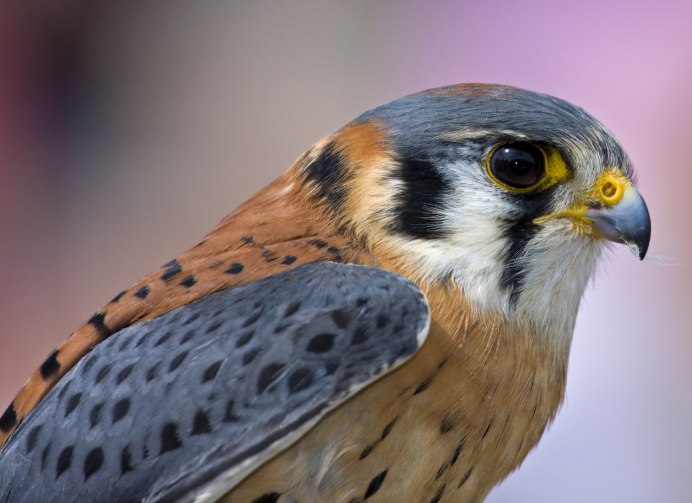 Обыкновенная пустельга