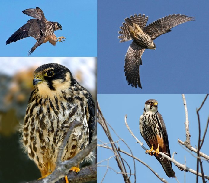 Кречет - Falco rusticolus Linnaeus