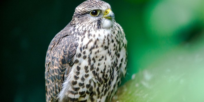 Сокол дербник птенцы