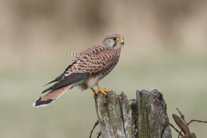 Ястреб пустельга Сокол пустельга
