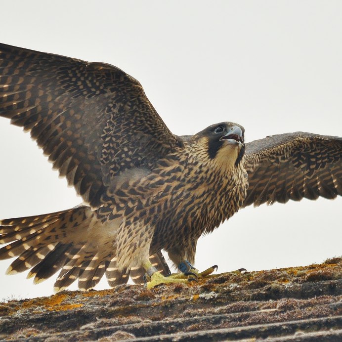Серебристый орёл Aquila wahlbergi