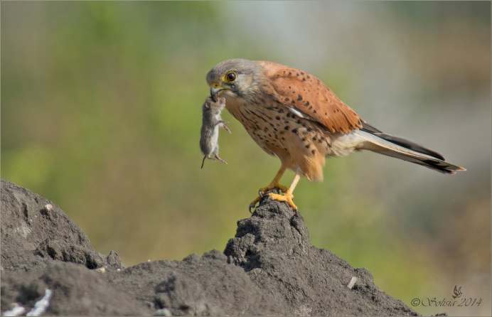 Сокол коричневый