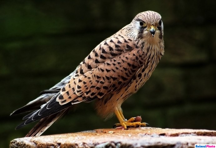 Сокол пустельга обыкновенная