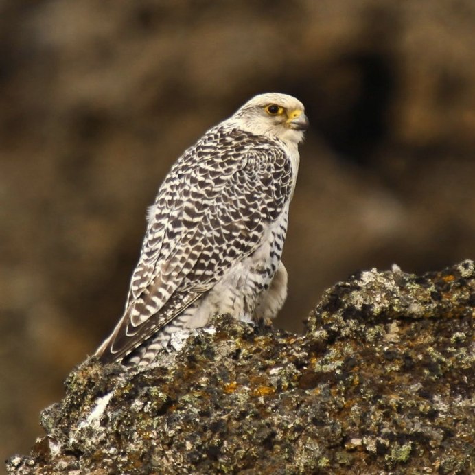 Рыжеголовый Сокол