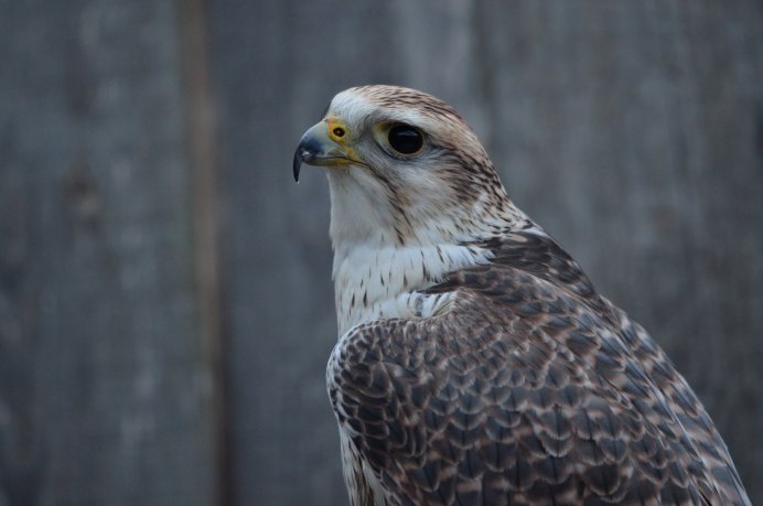 Сапсан Falco peregrinus