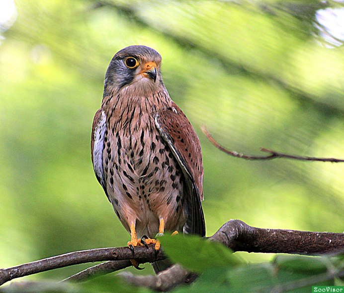 Кобчик обыкновенный