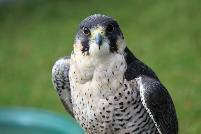 Маврикийская пустельга