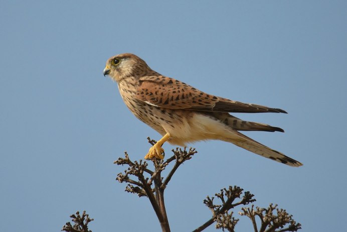 Ястреб чеглок